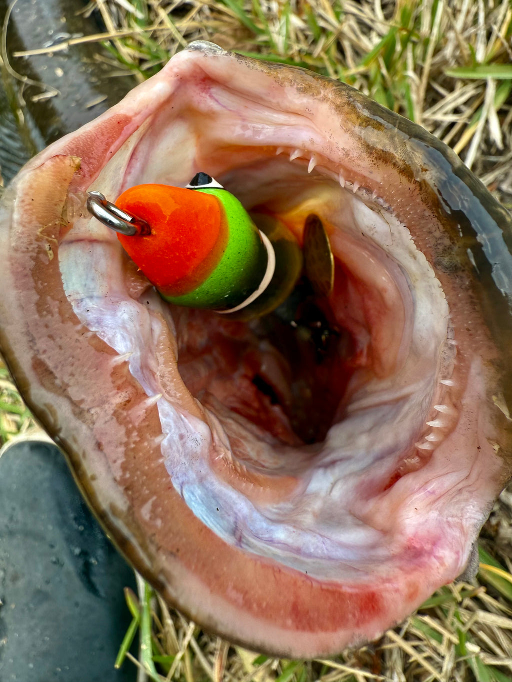 XL Ducks