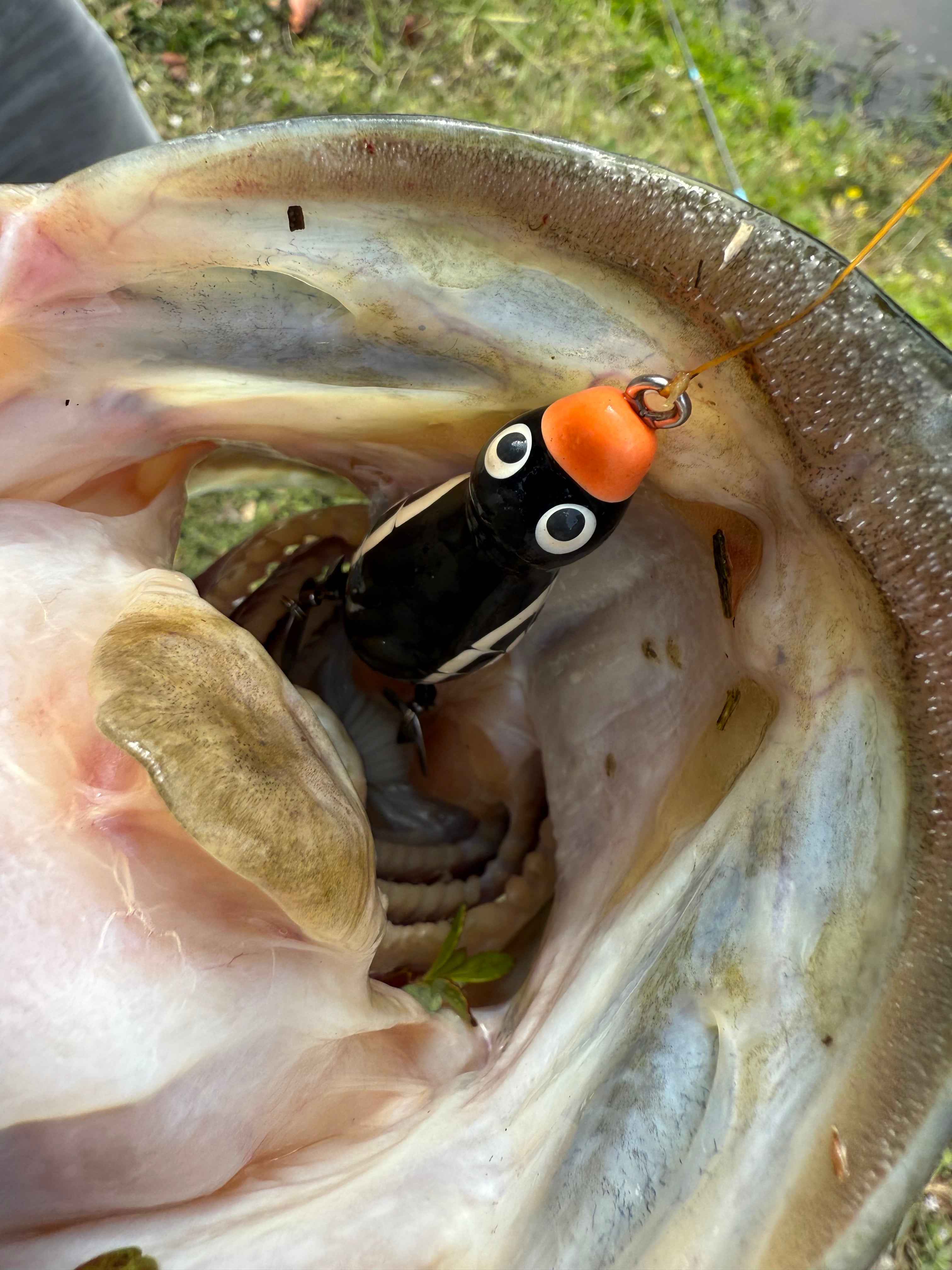 HOCB Ducks