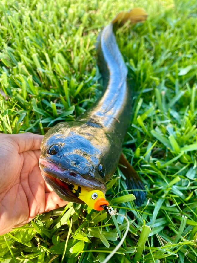 HOCB Ducks