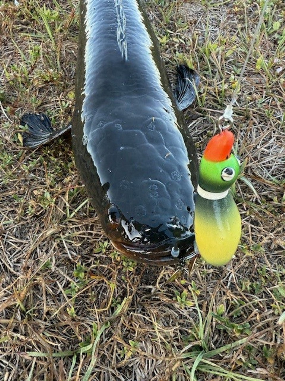 XL Ducks